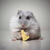 Chesterwak